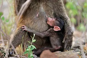 Awash: Olive Baboon / Anubis Baboon - baby suckling Awash