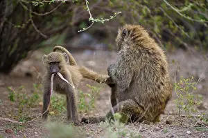 Awash: Olive Baboon / Anubis Baboon - grooming Awash National