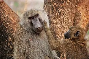 Awash: Olive Baboon / Anubis Baboon - grooming Awash National