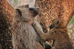 Awash: Olive Baboon / Anubis Baboon - grooming Awash National