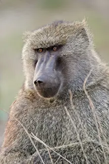 Awash: Olive Baboon / Anubis Baboon - male Awash National
