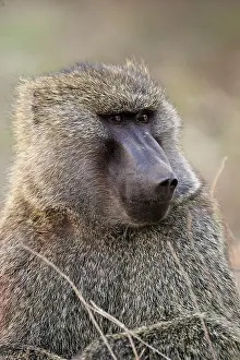 Awash: Olive Baboon / Anubis Baboon - male Awash National