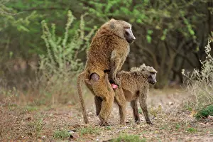 Awash: Olive Baboon / Anubis Baboon - mating Awash National