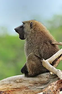 Sweetwater: Olive Baboon / Anubis Baboon - yawning Sweetwater