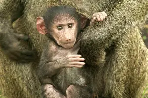 Nervous: Olive Baboon - Baby in arms of parent