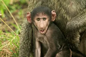 Startled: Olive Baboon - Baby in arms of parent