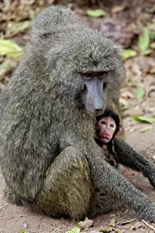 Cynocephalus: Olive baboon, with baby, Papio cynocephalus