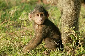 Startled: Olive Baboon - Baby sitting down