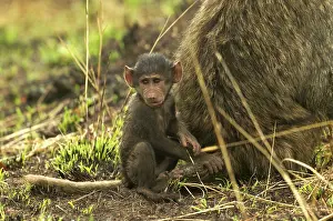Nervous: Olive Baboon - Baby sitting down next to parent