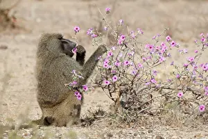 Swallowing: Olive Baboon eating Morning Glory Flowers, Buffa