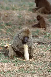 Baboons: OLIVE BABOON - Eating Sausage Tree Fruit