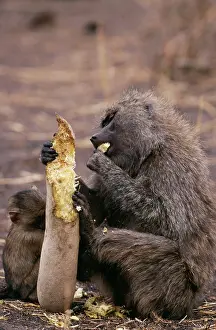 Anthropomorphic: Olive BABOON - eating 'sausageI from sausage tree
