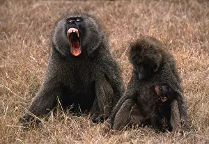 Olive: OLIVE BABOON FAMILY