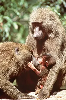 Olive: OLIVE BABOON - Female inspecting young from another female