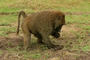 Faeces: Olive Baboon - foraging in faeces