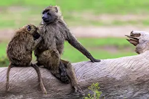Anubis: Olive Baboon grooming Masai Mara National Reserve, Kenya