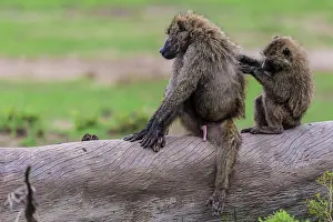 Anubis: Olive Baboon grooming Masai Mara National Reserve, Kenya