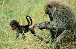 Cynocephalus: Olive BABOON - grooming young; social bonding