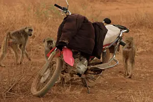 Motorcycle: Olive Baboon group investigating a motorcycle