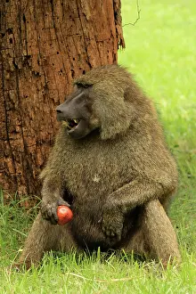 Anubis: Olive Baboon male sitting and eating fruit