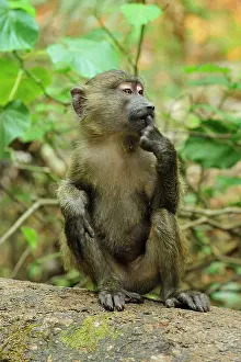 Anubis: Olive Baboon mother with baby juvenile