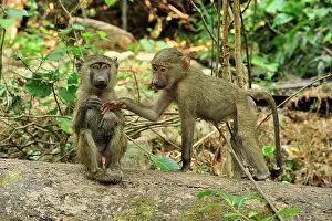Anubis: Olive Baboon mother with baby juveniles