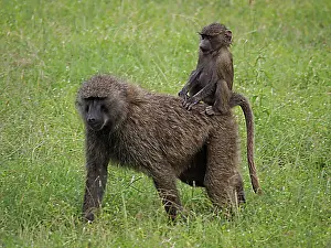 Carries: Olive Baboon - mother carries child on her back