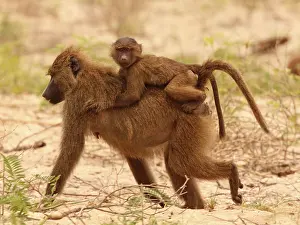 Hitchhiking: Olive Baboon - mother with kid on back