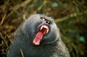 Cynocephalus: Olive baboon - with mouth wide open