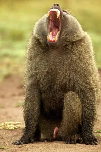 Penis: Olive Baboon - with mouth wide open, showing penis