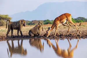 Tourisme: Olive baboon (Papio anubis), also called the Anubis baboon