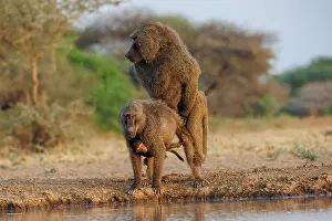 Tourisme: Olive baboon (Papio anubis), also called the Anubis baboon