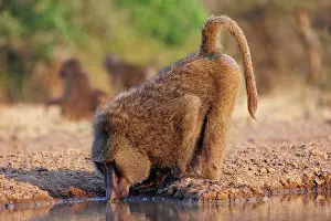 Tourisme: Olive baboon (Papio anubis), also called the Anubis baboon