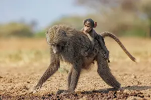 Tourisme: Olive baboon (Papio anubis), also called the Anubis baboon