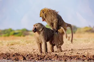 Tourisme: Olive baboon (Papio anubis), also called the Anubis baboon