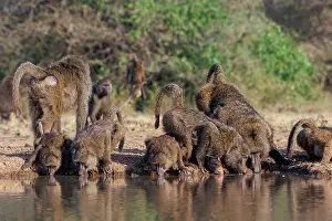 Tourisme: Olive baboon (Papio anubis), also called the Anubis baboon