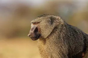 Tourisme: Olive baboon (Papio anubis), also called the Anubis baboon