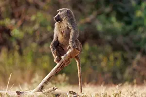 Tourisme: Olive baboon (Papio anubis), also called the Anubis baboon