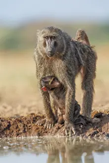 Tourisme: Olive baboon (Papio anubis), also called the Anubis baboon