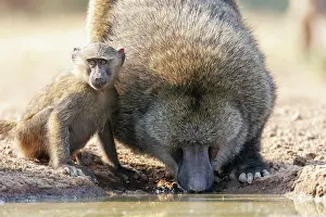 Tourisme: Olive baboon (Papio anubis), also called the Anubis baboon
