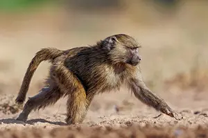 Tourisme: Olive baboon (Papio anubis), also called the Anubis baboon