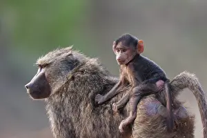 Tourisme: Olive baboon (Papio anubis), also called the Anubis baboon