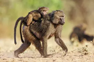 Tourisme: Olive baboon (Papio anubis), also called the Anubis baboon