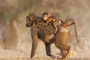 Tourisme: Olive baboon (Papio anubis), also called the Anubis baboon