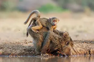 Tourisme: Olive baboon (Papio anubis), also called the Anubis baboon