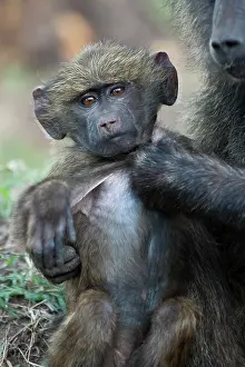 Anubis: Olive Baboon, Papio anubis, Lake Nakuru