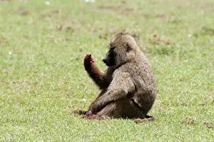 Papio: Olive Baboon (Papio anubis), Maasai Mara
