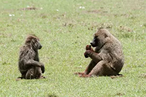 Sergio: Olive Baboon (Papio anubis), Maasai Mara