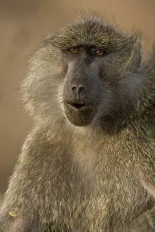 Anubis: Olive Baboon, Papio anubis in the Masai