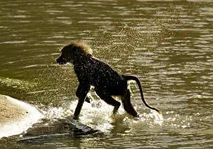 Anubis: Olive Baboon, Papio anubis in the Masai